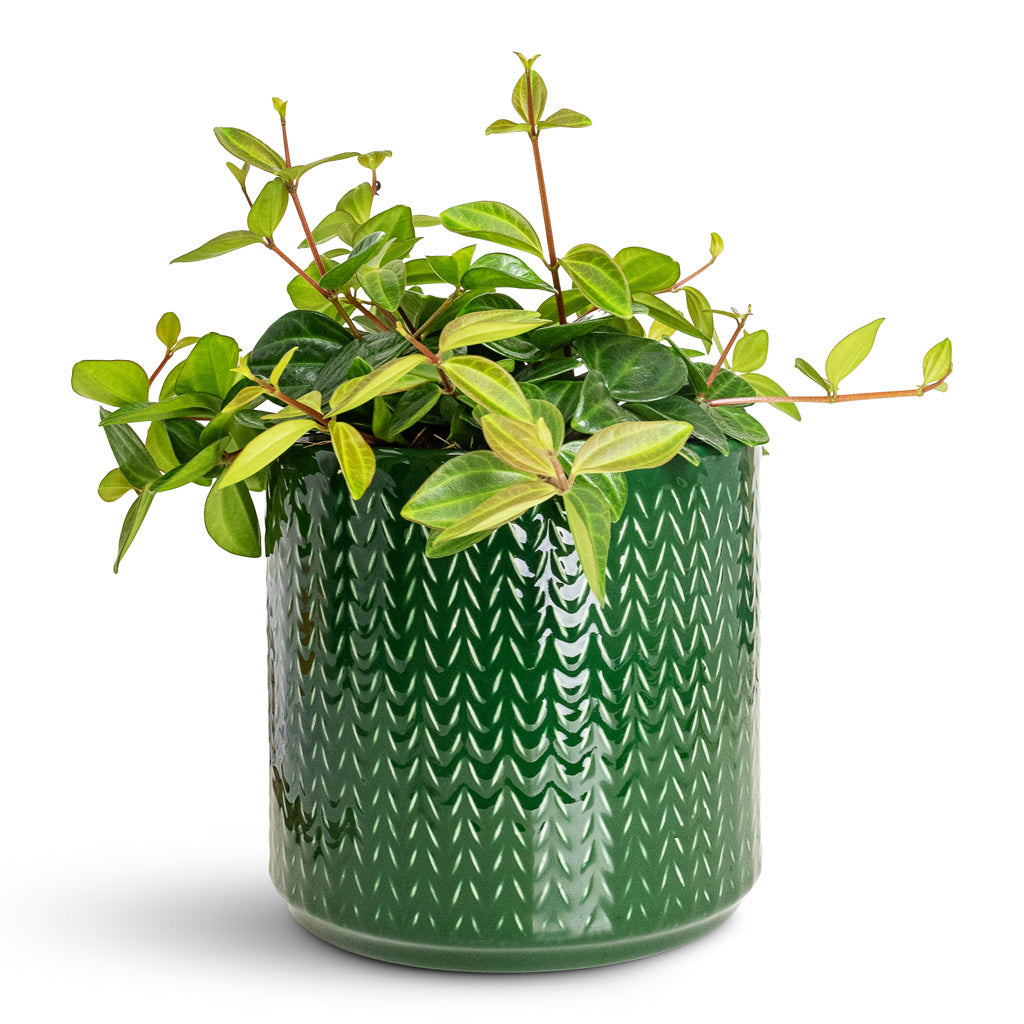 Peperomia angulata rocca scuro Dark green Chevron Pot Emerald