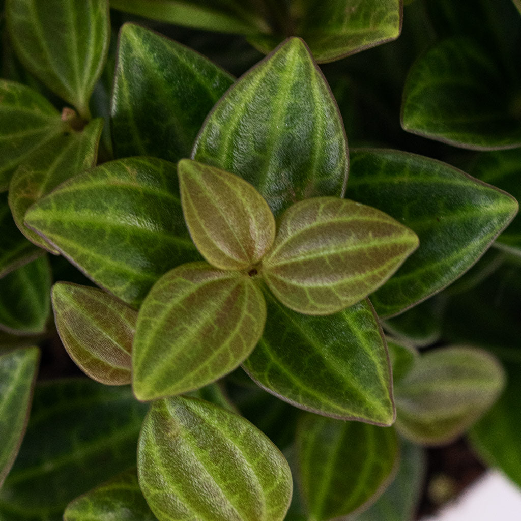 Peperomia angulata rocca scuro Dark green 11x15cm
