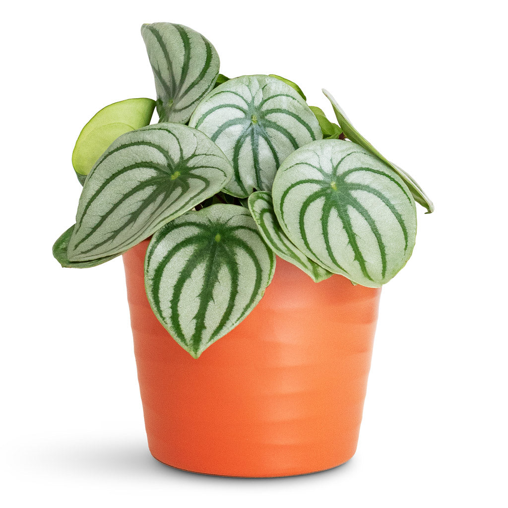 Peperomia argyreia Watermelon In Oslo Pot Cayenne