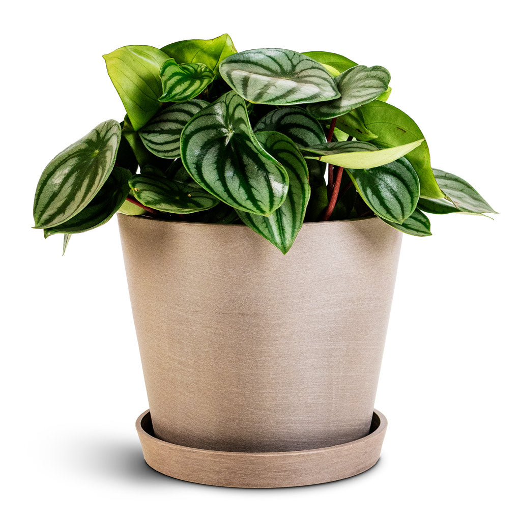 Peperomia argyreia Watermelon 15x25cm With Saucer in Amsterdam Bucket Planter Taupe 20x18cm In 