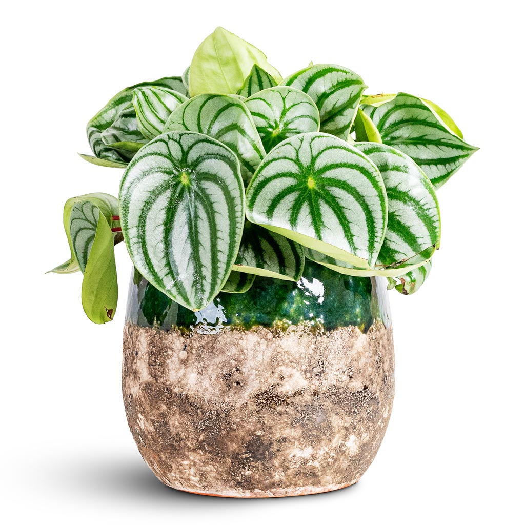 Peperomia argyreia Watermelon 17x30cm House Plant In Lindy Pot Black Green 23x20cm