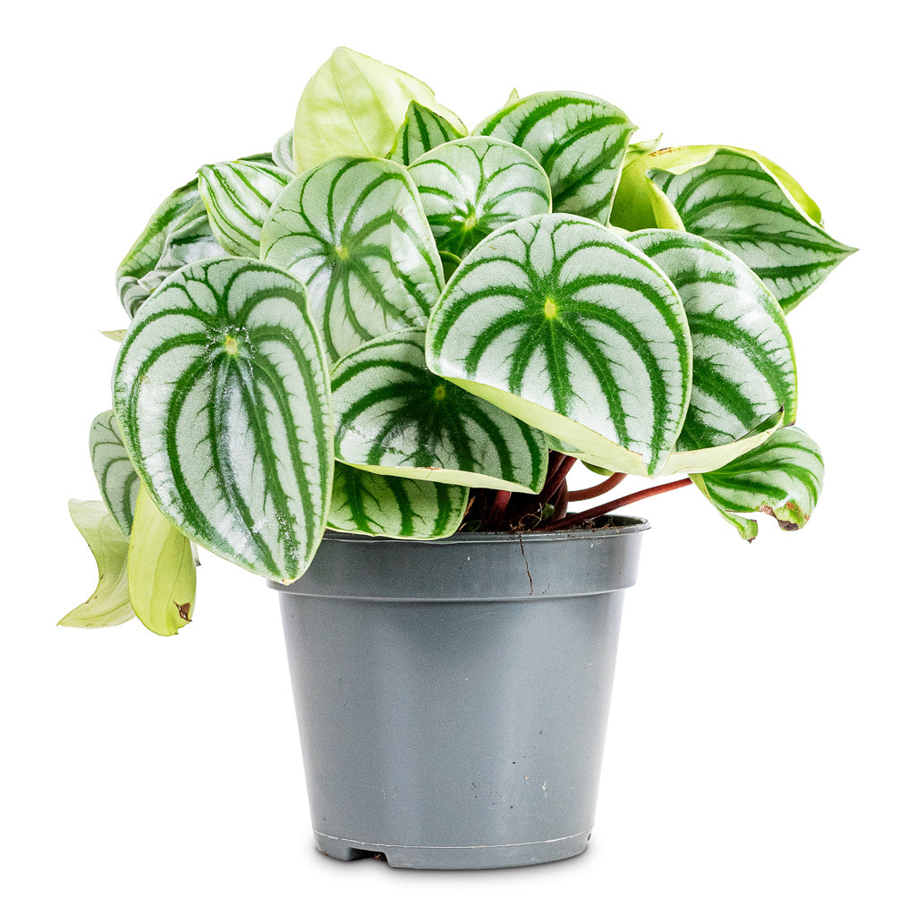 Peperomia argyreia Watermelon 17x30cm