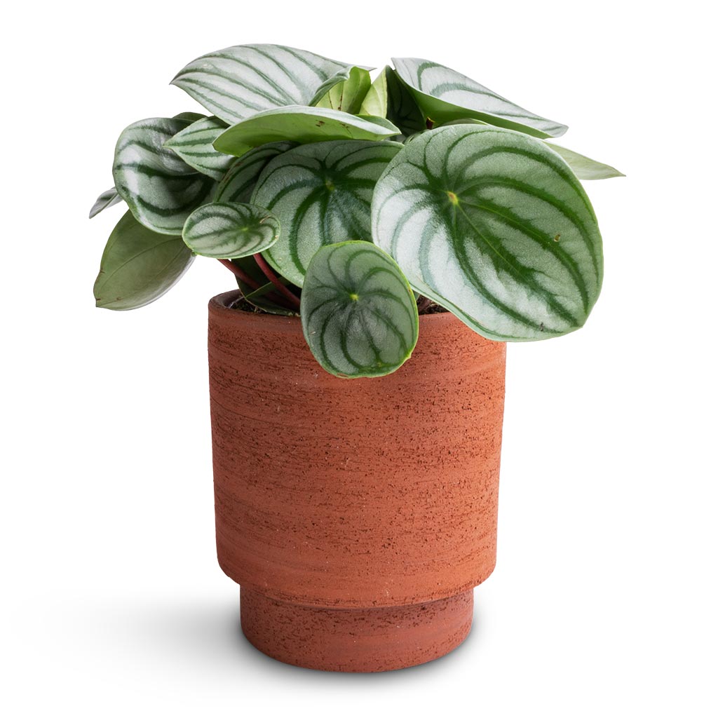 Peperomia argyreia - Watermelon Peperomia & Chao Plant Pot - Terra