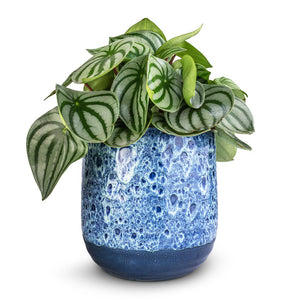 Peperomia argyreia - Watermelon Peperomia & Ocean Glaze Plant Pot - Sapphire