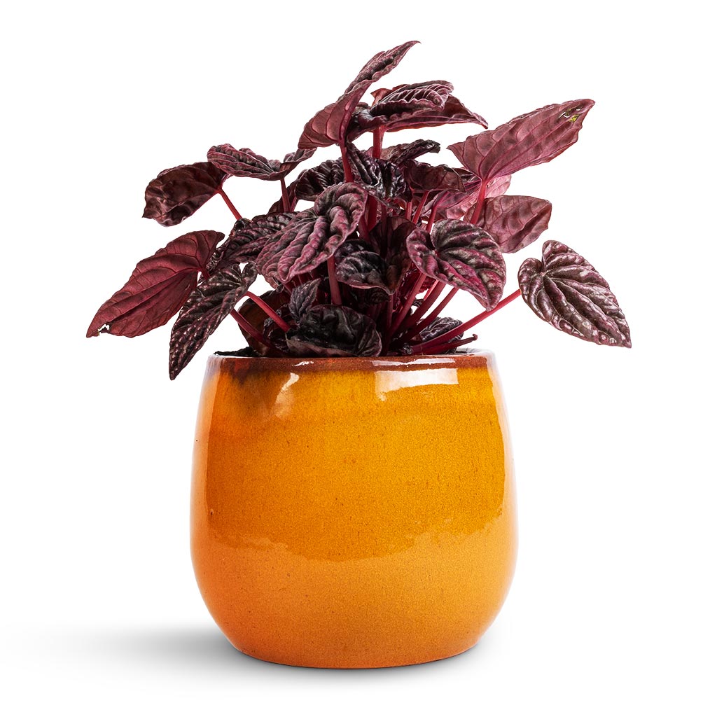 Peperomia caperata Red Luna & Charlotte Plant Pot - Spiced Ochre