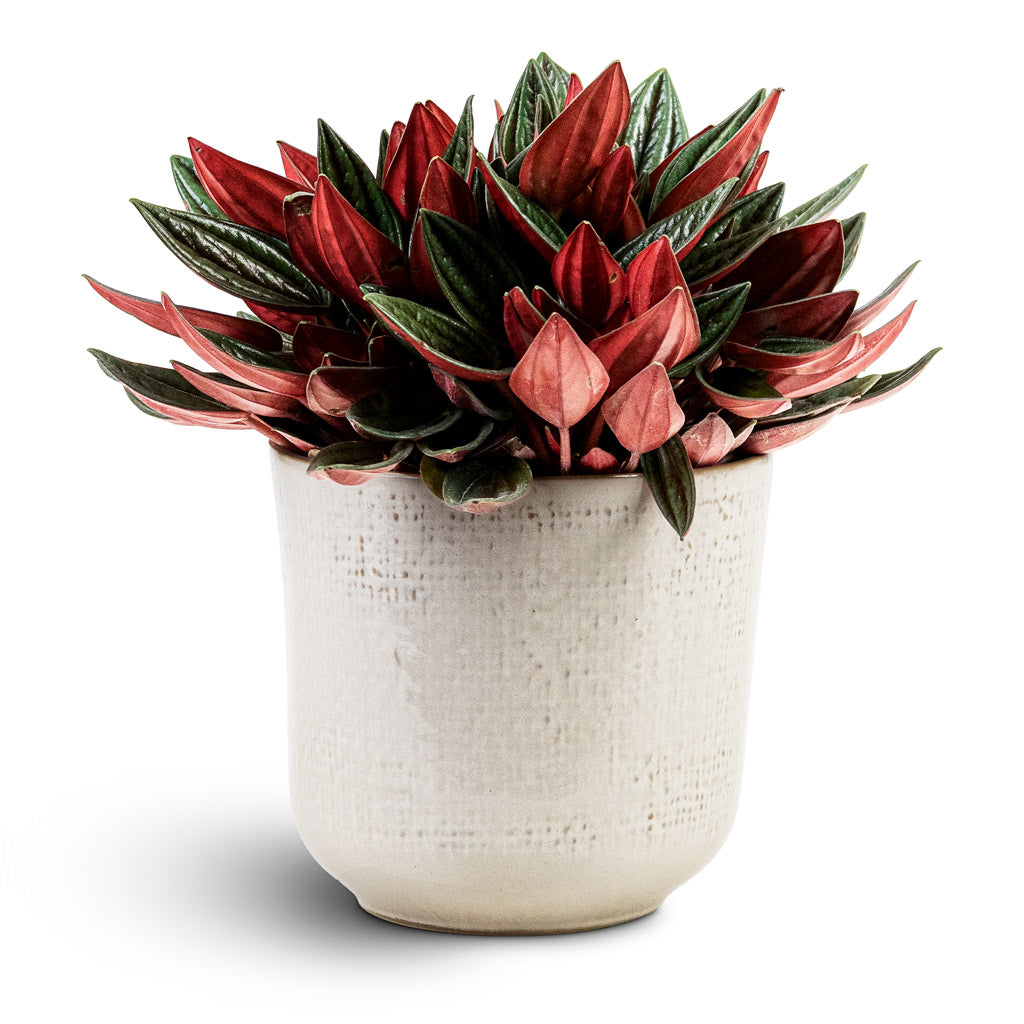 Peperomia caperata Rosso 12x20cm In Nouri Pot Ivory 14x13cm