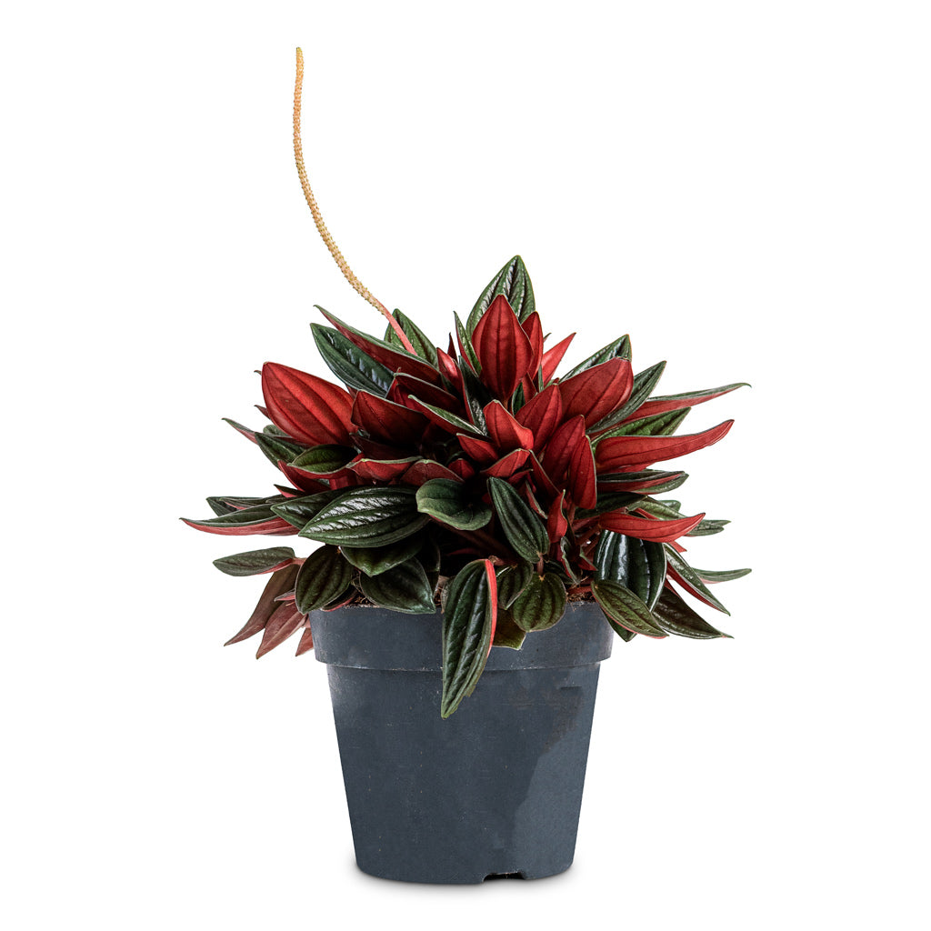 Peperomia caperata Rosso - 12x20cm