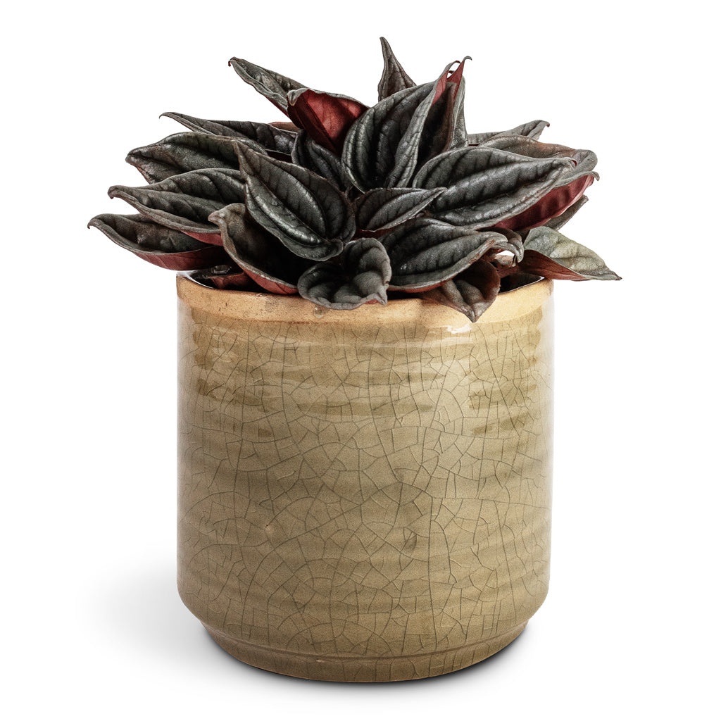 Peperomia caperata Santorini &amp; Jordy Plant Pot - Pebble