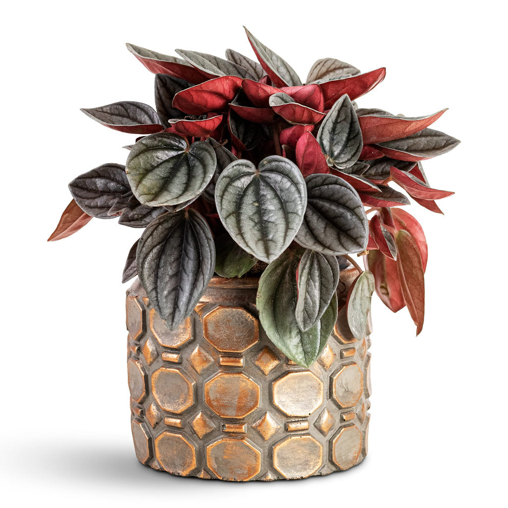 Peperomia caperata Santorini House Plant In Jurre Pot Rose Rust 