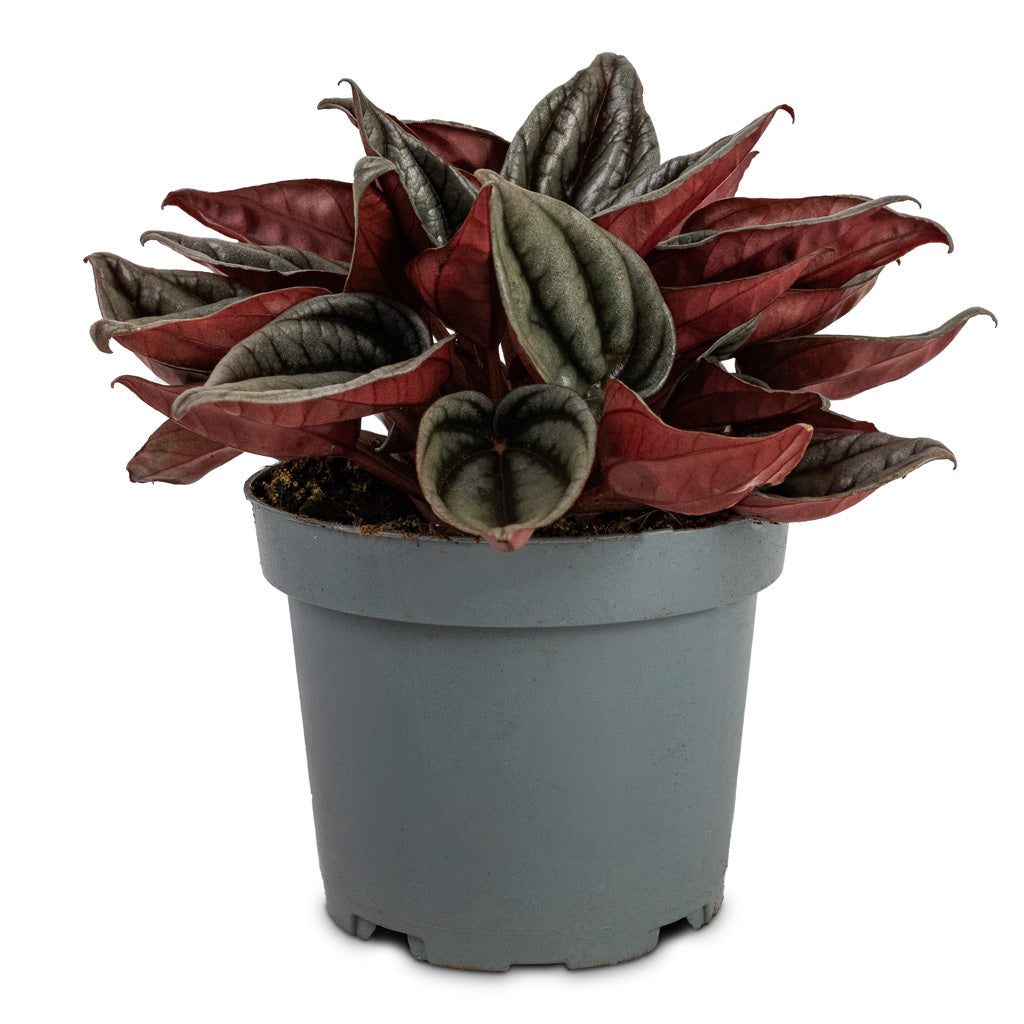 Peperomia caperata Santorini -  11x20cm In Elise Metal Pot Green - 15x12cm
