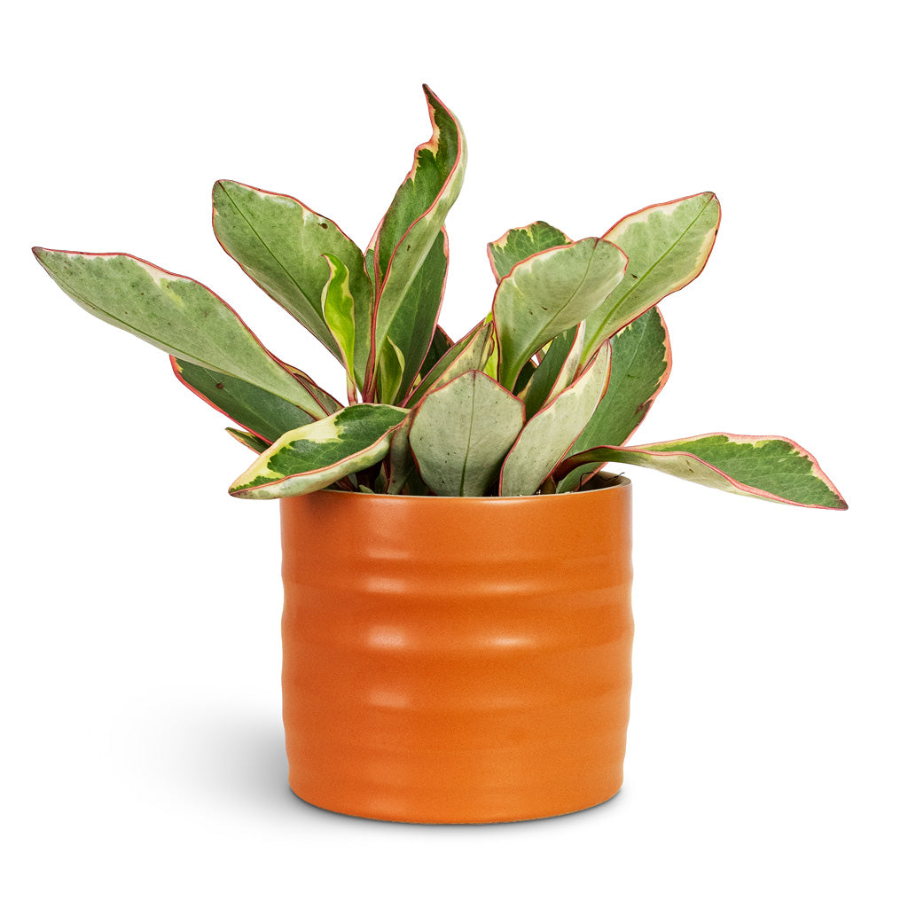 Peperomia clusiifolia Jelly 12x25cm House Plant In Hadleigh Pot Amber 14x13cm