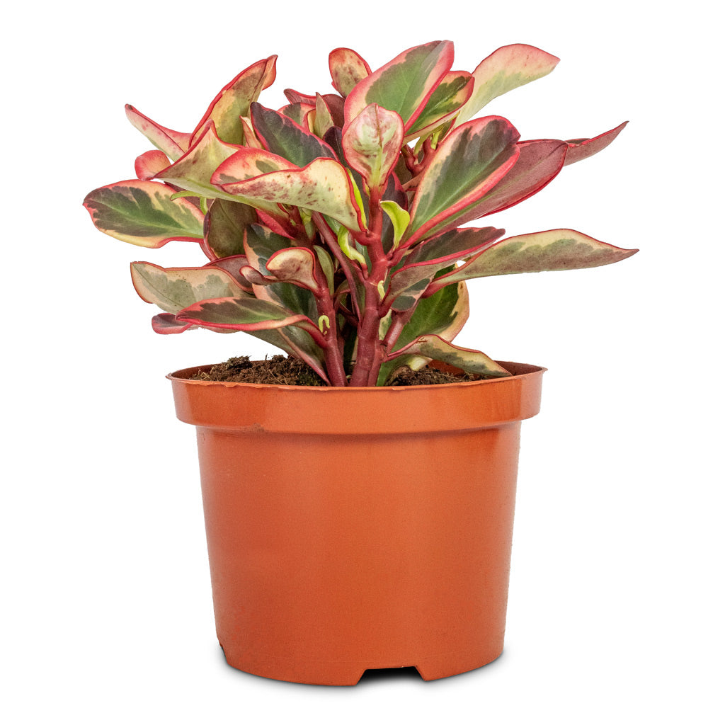 Peperomia clusiifolia Jelly - Variegated Red Edged Radiator Plant - 17 x 27cm