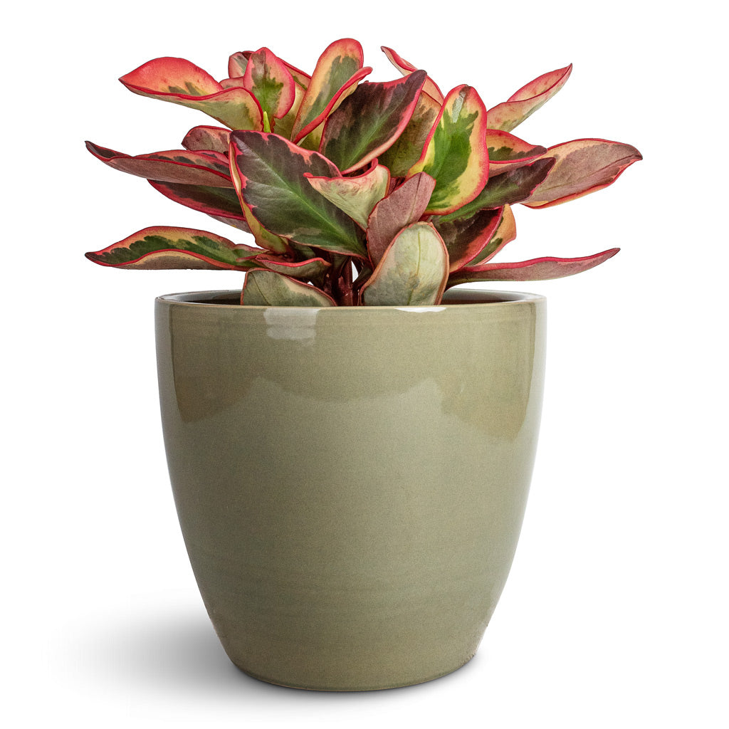 Peperomia clusiifolia Jelly - Variegated Red Edged Radiator Plant &amp; Sven Plant Pot - Mint