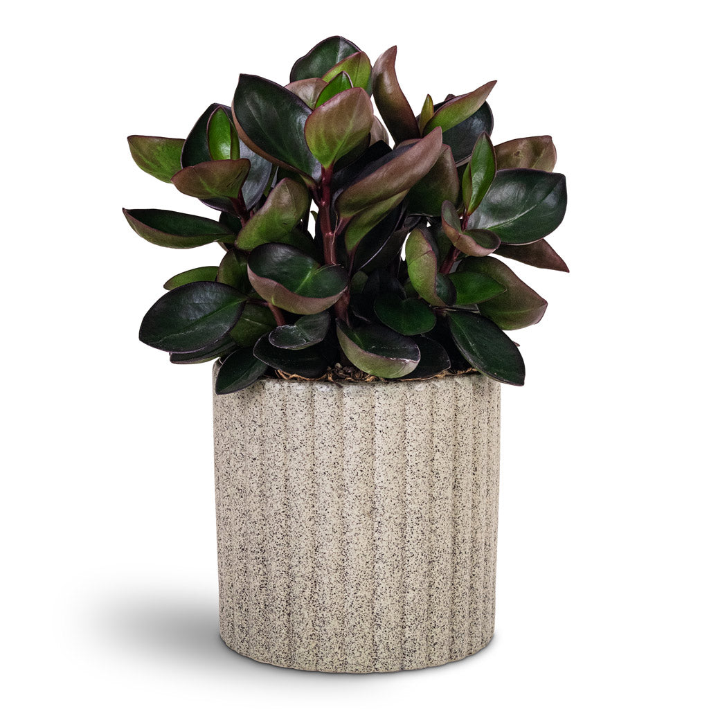Peperomia clusiifolia Red Margin 15x30cm House Plant In Azalea Ribbed Pot Speckled Green Stone 15x15cm
