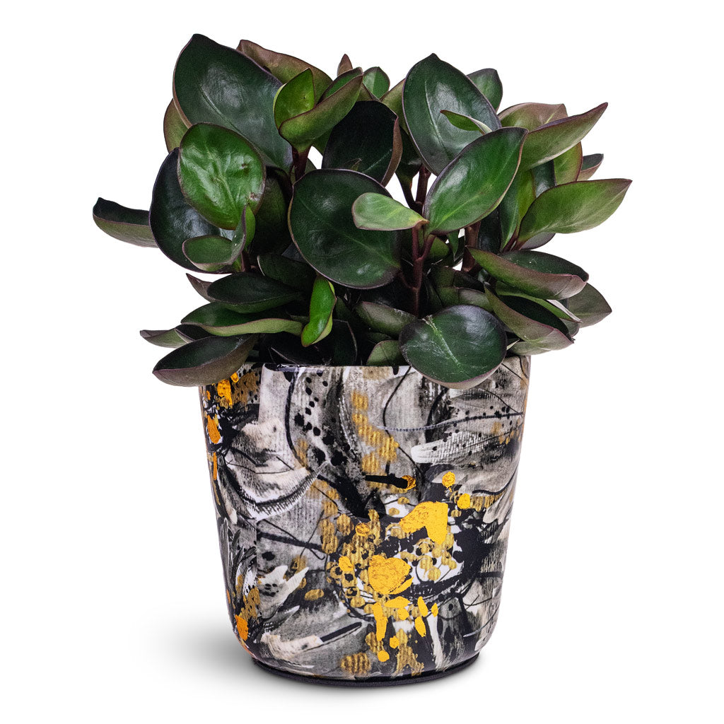 Peperomia clusiifolia Red Margin 15x30cm House Plant In Lammie Marigold Pot Ash 16x14cm