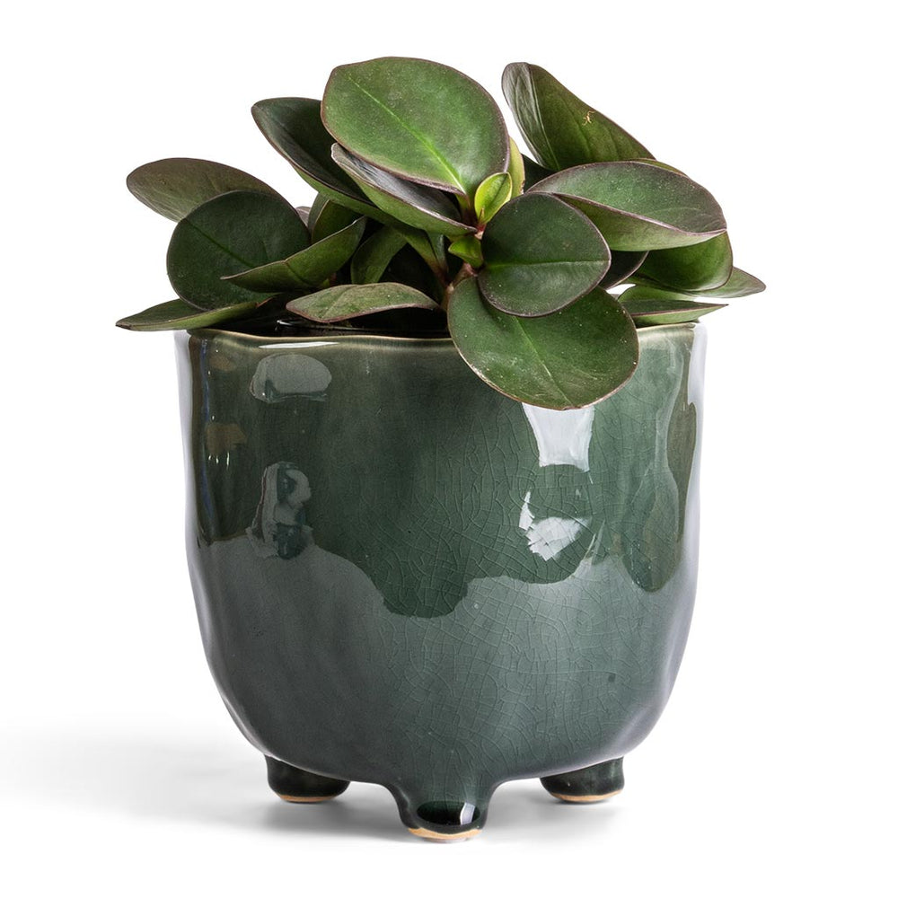 Red Radiator Plant Peperomia clusiifolia Red Margin - Red Edge Radiator Plant | Hortology ...