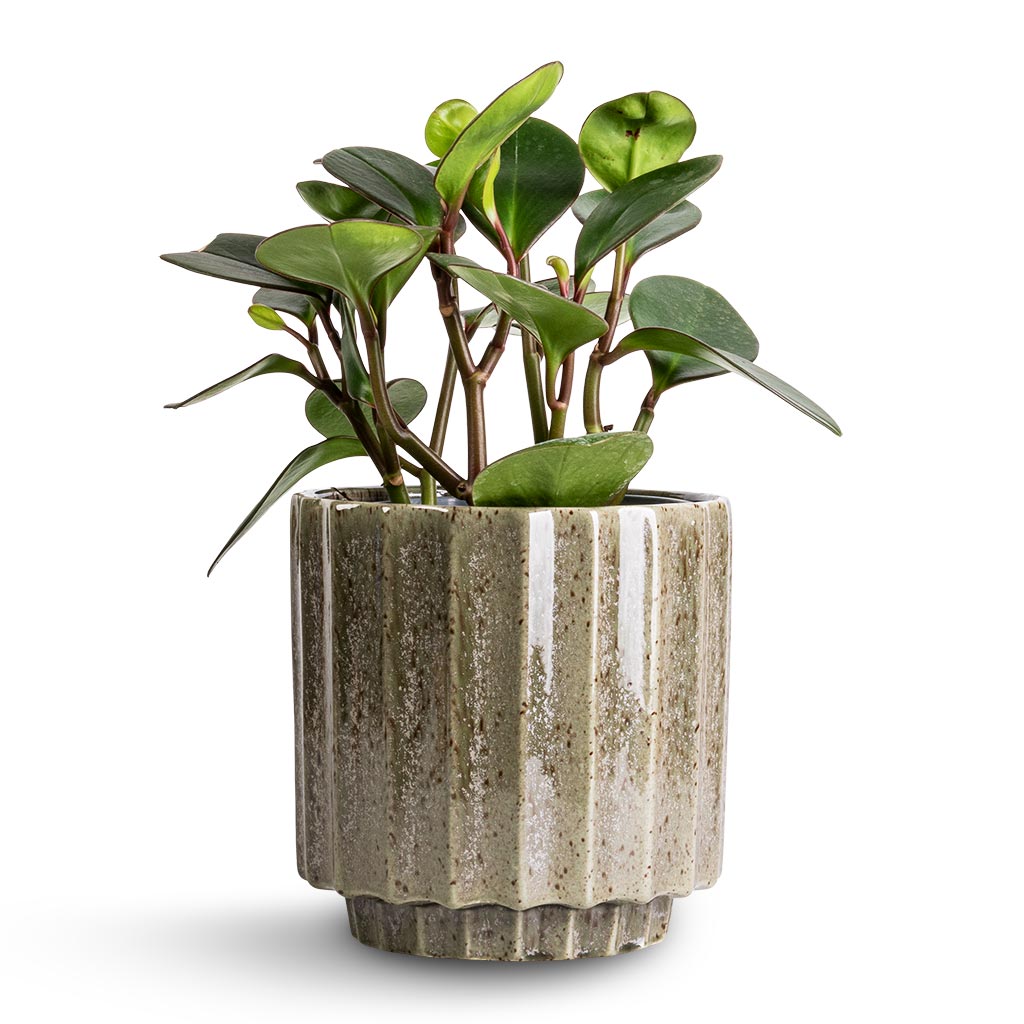 Lugano Scalloped Plant Pot - Green