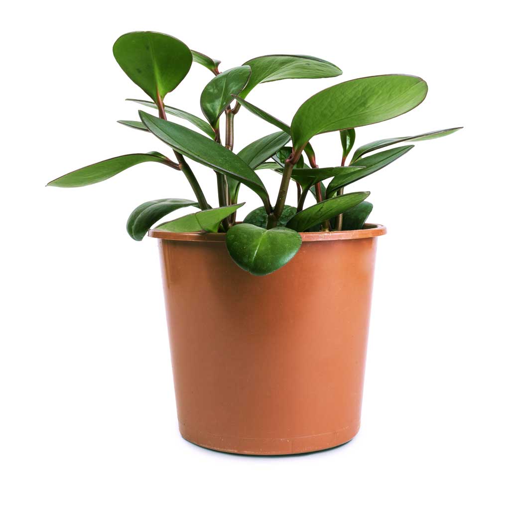 Peperomia clusiifolia Red Margin - Red Edge Radiator Plant | Hortology ...