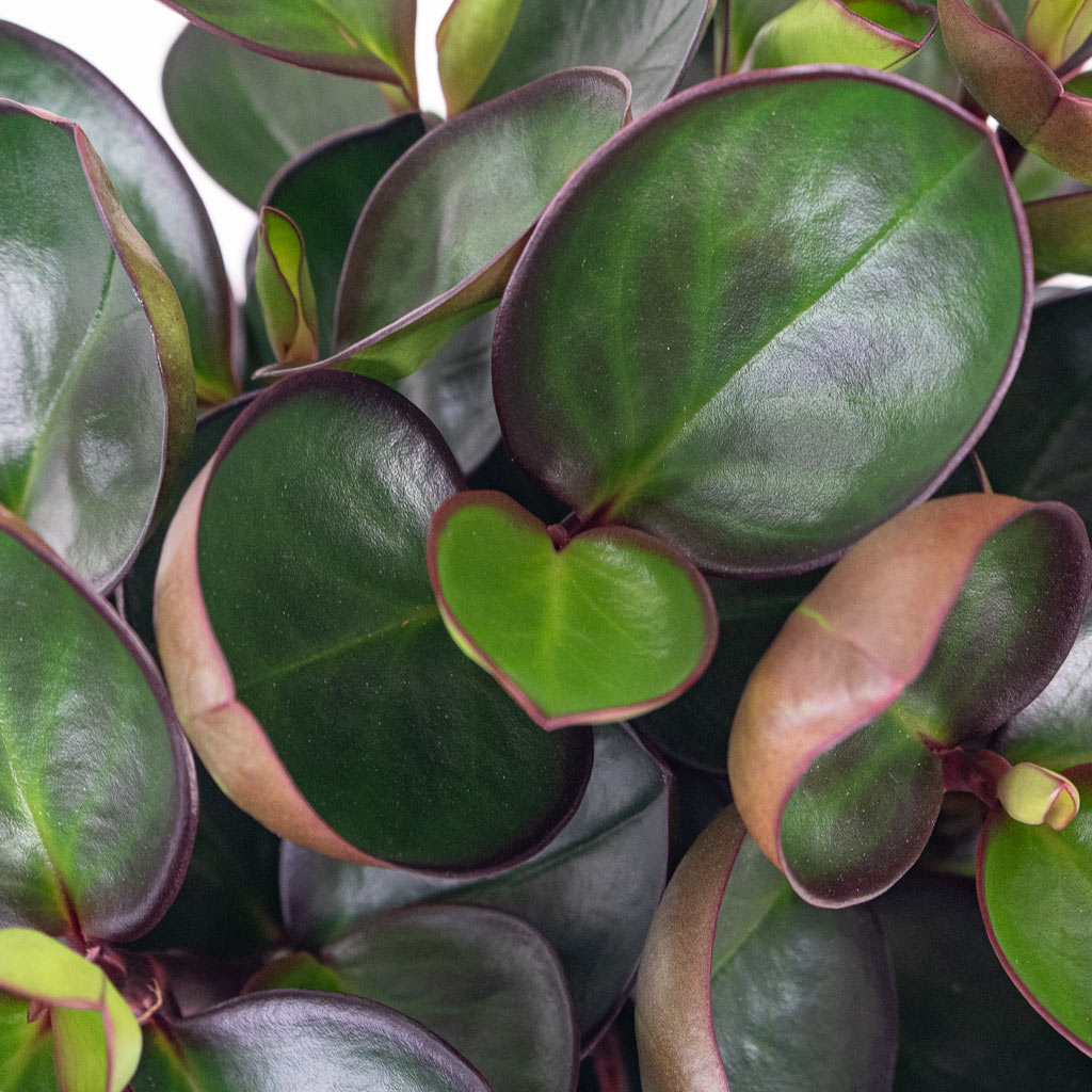 Peperomia clusiifolia Red Margin Close up