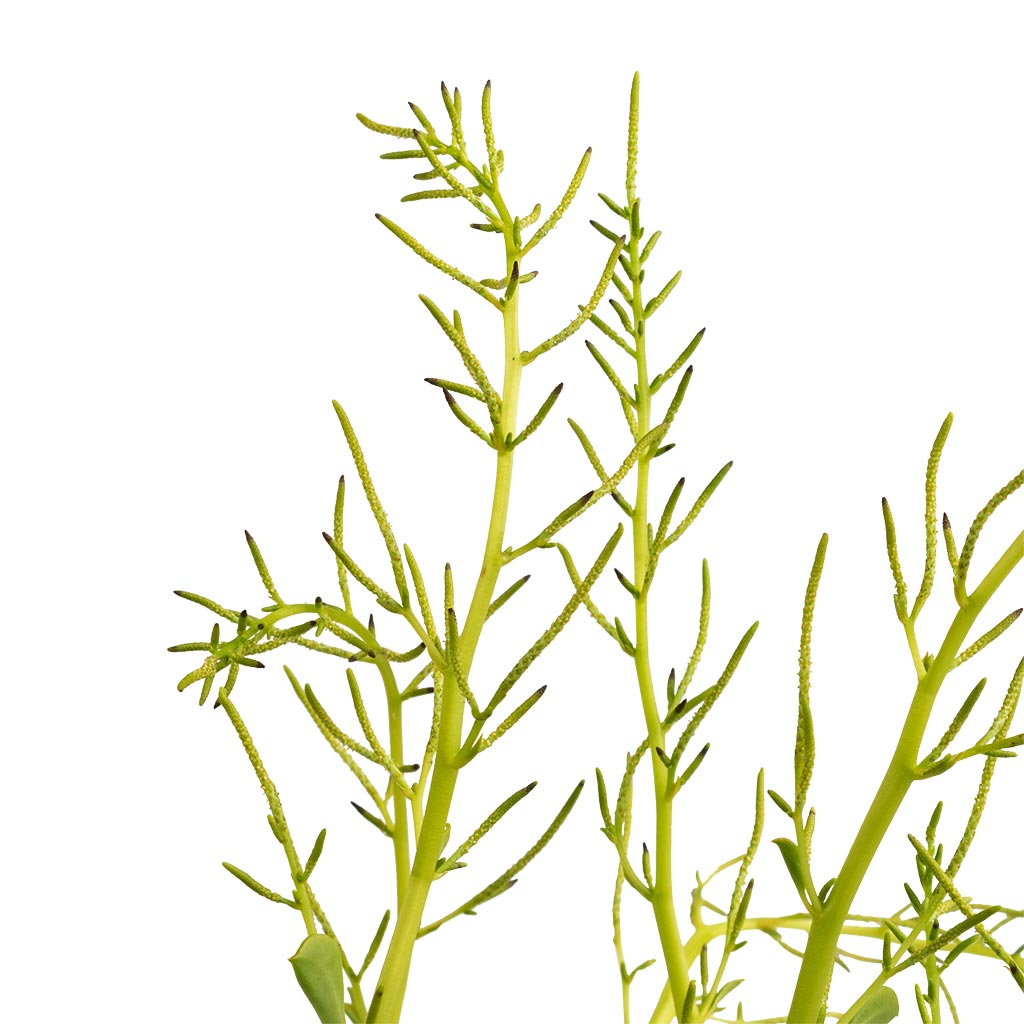 Peperomia dolabriformis - Prayer Pepper Flowers