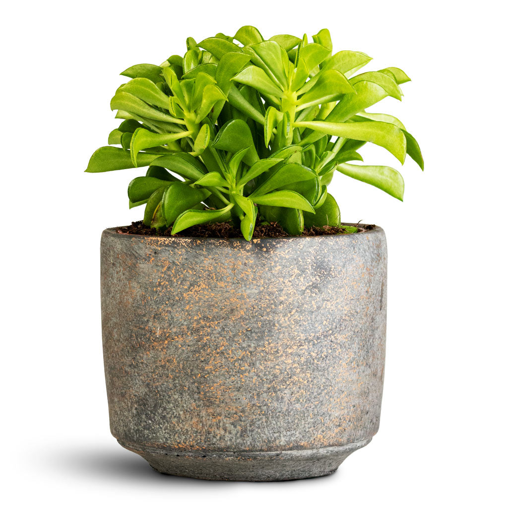 Peperomia-dolabriformis-Prayer-Pepper-10.5x15cm-Saar-Pot-Earth-Cement-12cmx11cm