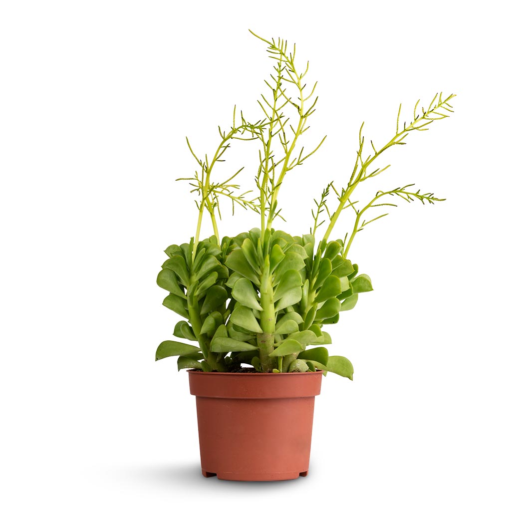 prayer pepper succulent Peperomia dolabriformis - Prayer Pepper Houseplant | Hortology