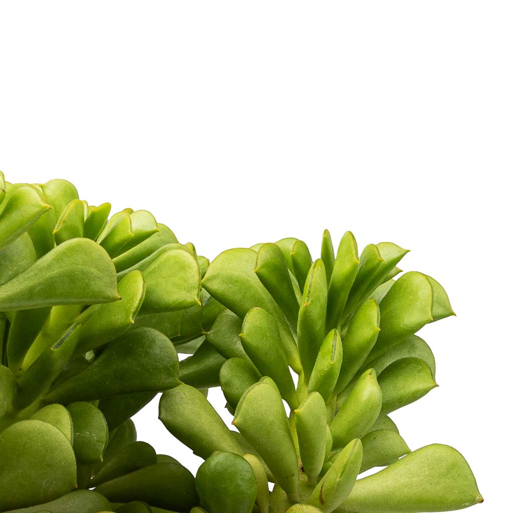 prayer pepper plant Peperomia dolabriformis - Prayer Pepper Houseplant | Hortology