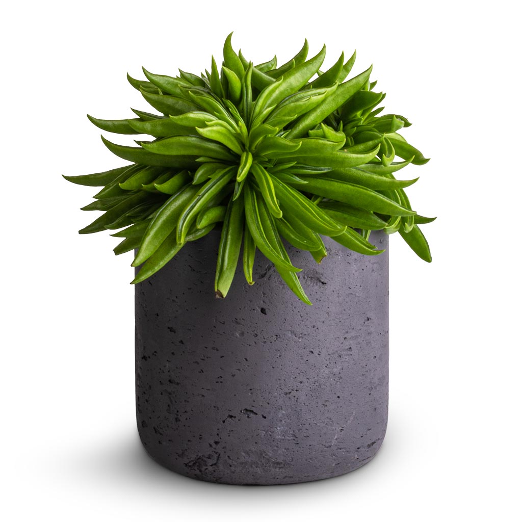 Peperomia ferreyrae Nevada - Happy Bean &amp; Charlie Plant Pot - Black Washed