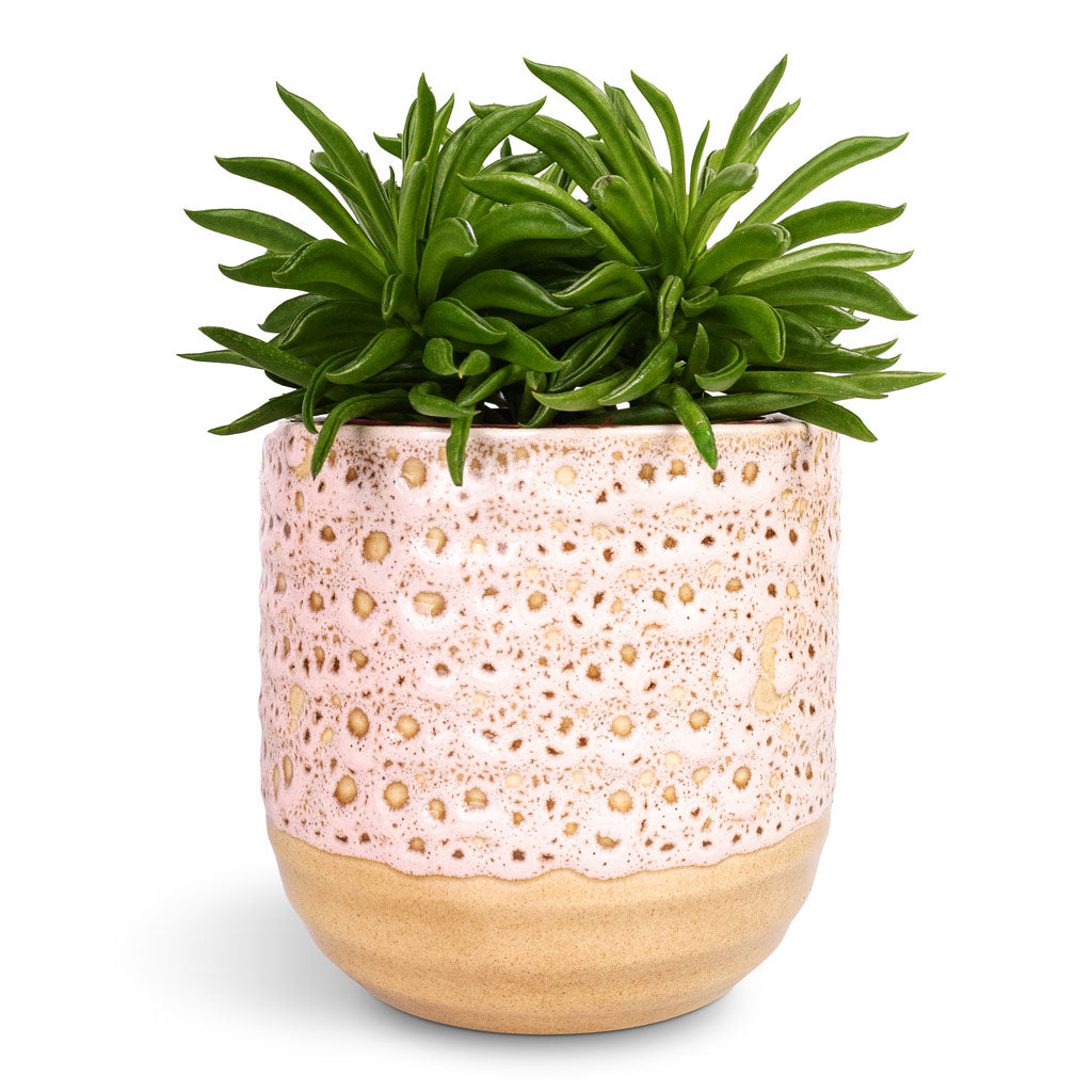 Peperomia ferreyrae Nevada Happy Bean - 10.5x15cm &amp; Ocean Glaze Plant Pot Morganite - 13x13cm