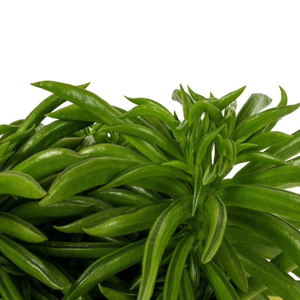 Peperomia ferreyrae Nevada - Happy Bean Details