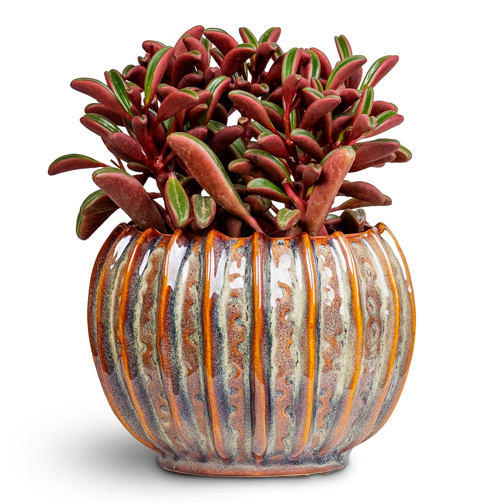 Peperomia graveolens Ruby Glow 10.5x17cm House Plant in Cassie Pot Mint 14x11cm