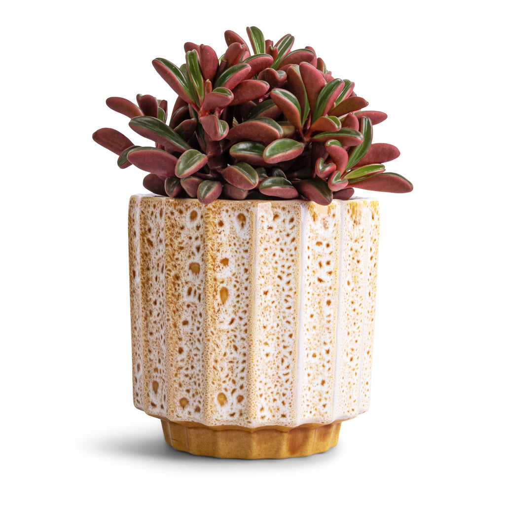 Peperomia graveolens - Ruby Glow Radiator Plant & Lugano Scalloped Plant Pot - Mustard