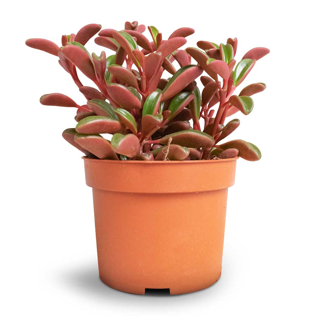 radiator plant succulent Peperomia graveolens - Ruby Glow Radiator Plant | Hortology