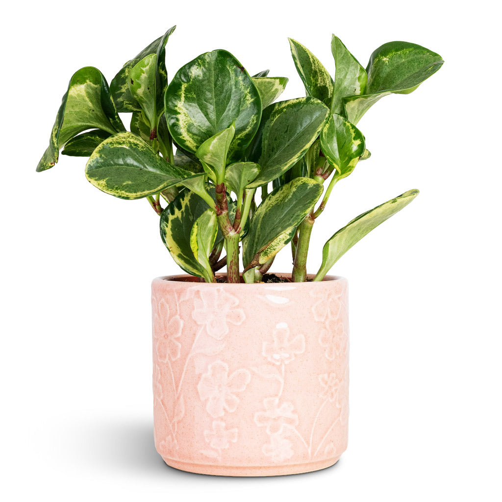 Peperomia obtusifolia Golden Gate 12x25cm House Plant In Betsy Pot Floral Pink 13.5x12cm
