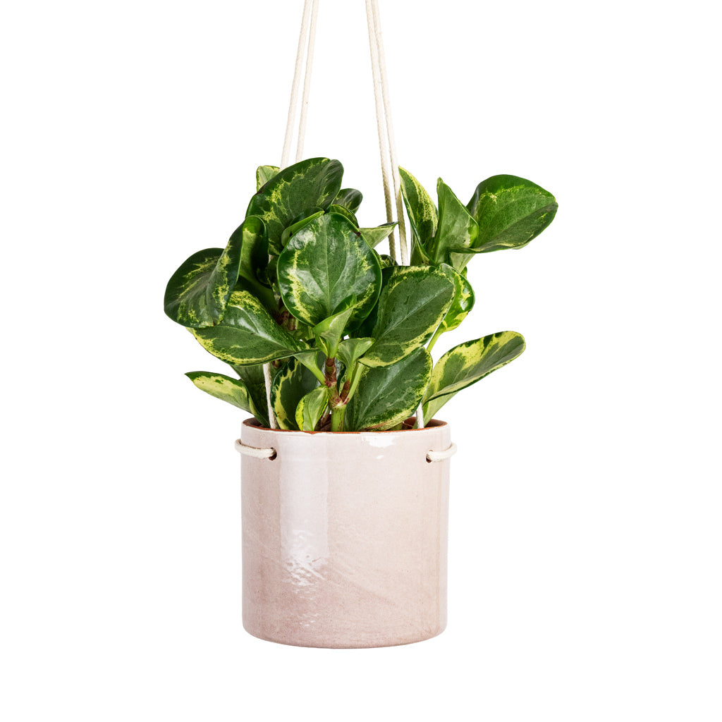 Peperomia obtusifolia Golden Gate 12x25cm close up House Plant In Kai Hanging Pot Blush 13x13cm 