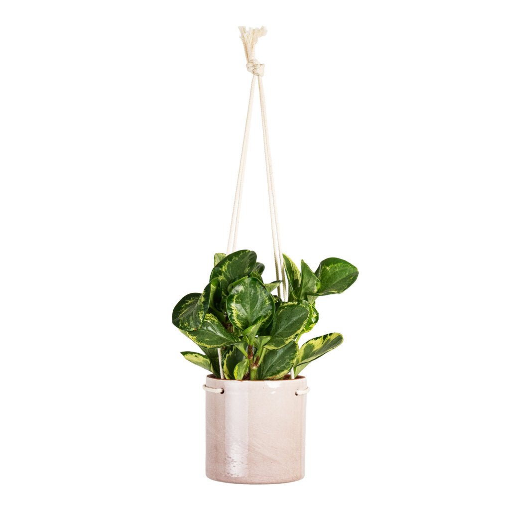 Peperomia obtusifolia Golden Gate 12x25cm House Plant In Kai Hanging Pot Blush 13x13cm