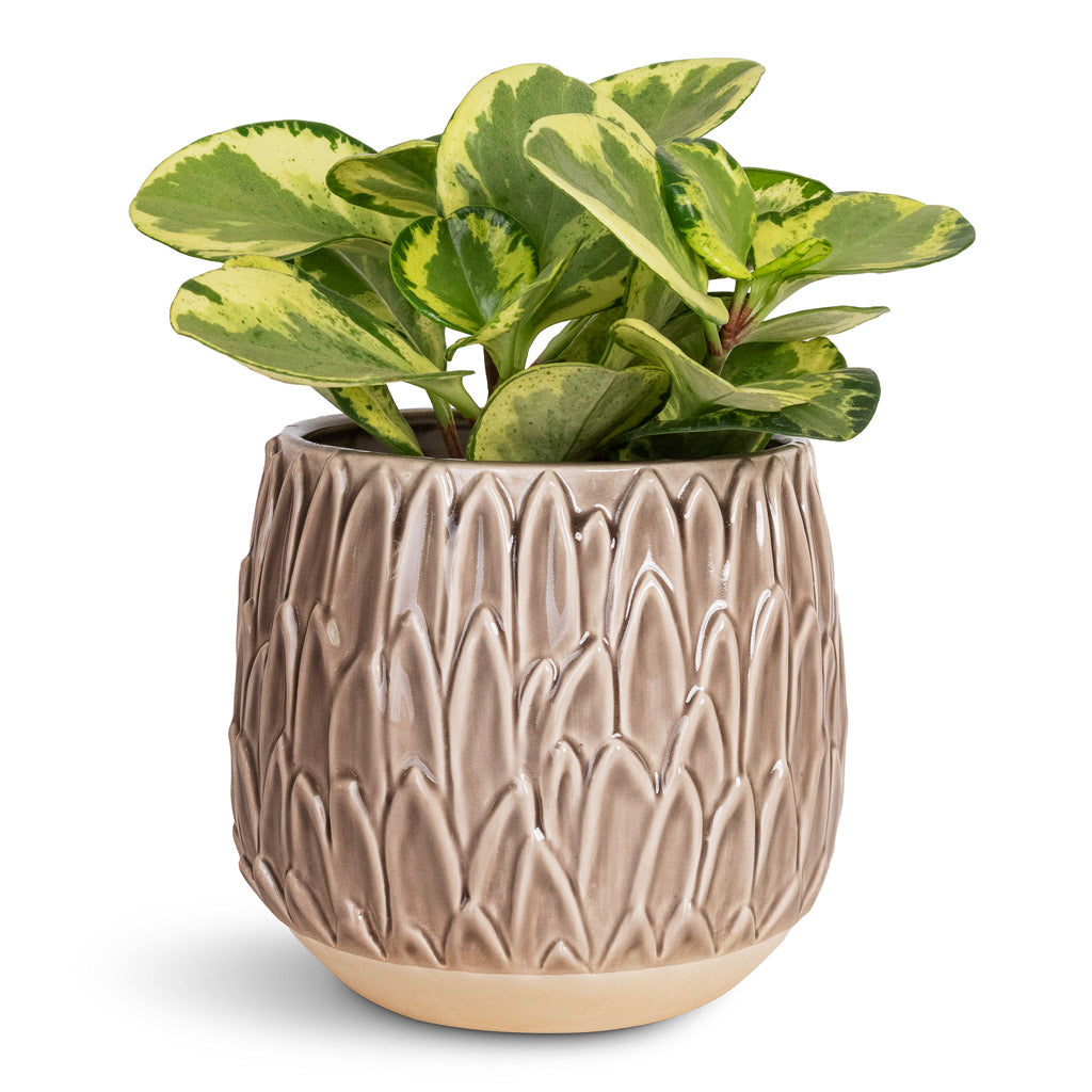 Peperomia obtusifolia Golden Gate Baby Rubber Plant - 14x25cm & Arles Leaf Plant Pot Mocha - 17x17cm