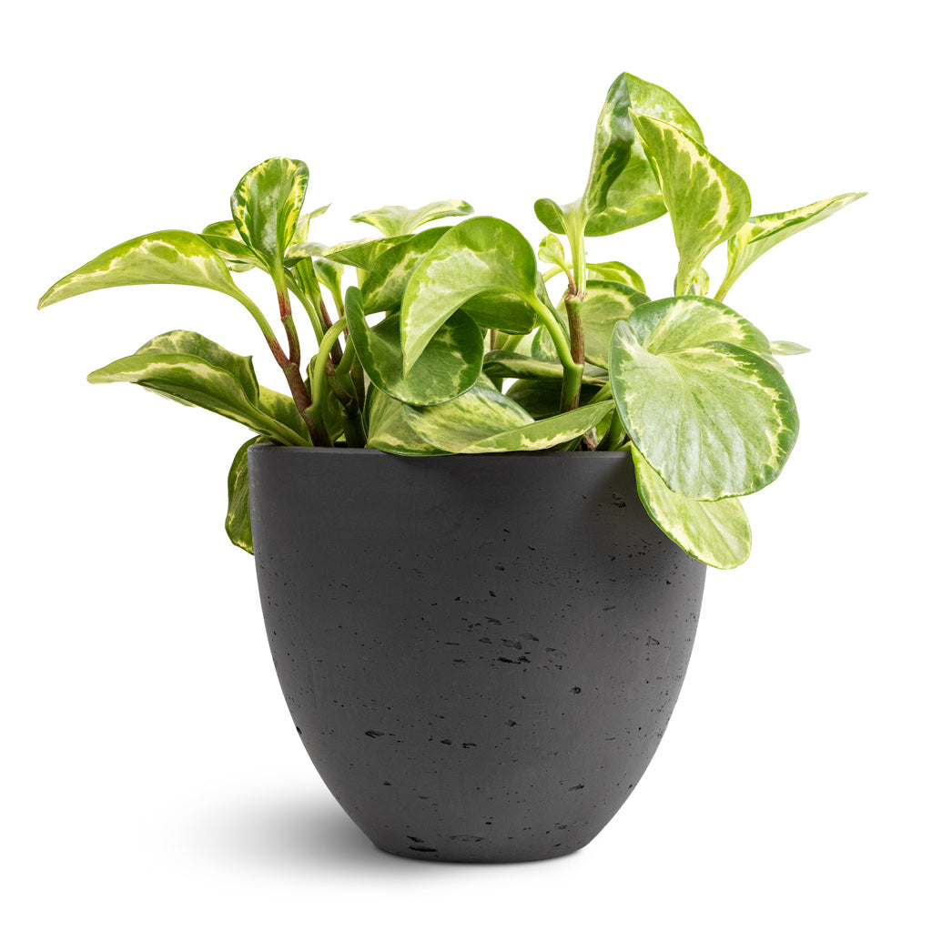 Peperomia obtusifolia Golden Gate - Baby Rubber Plant & Mini Jesslyn Plant Pot - Black Washed