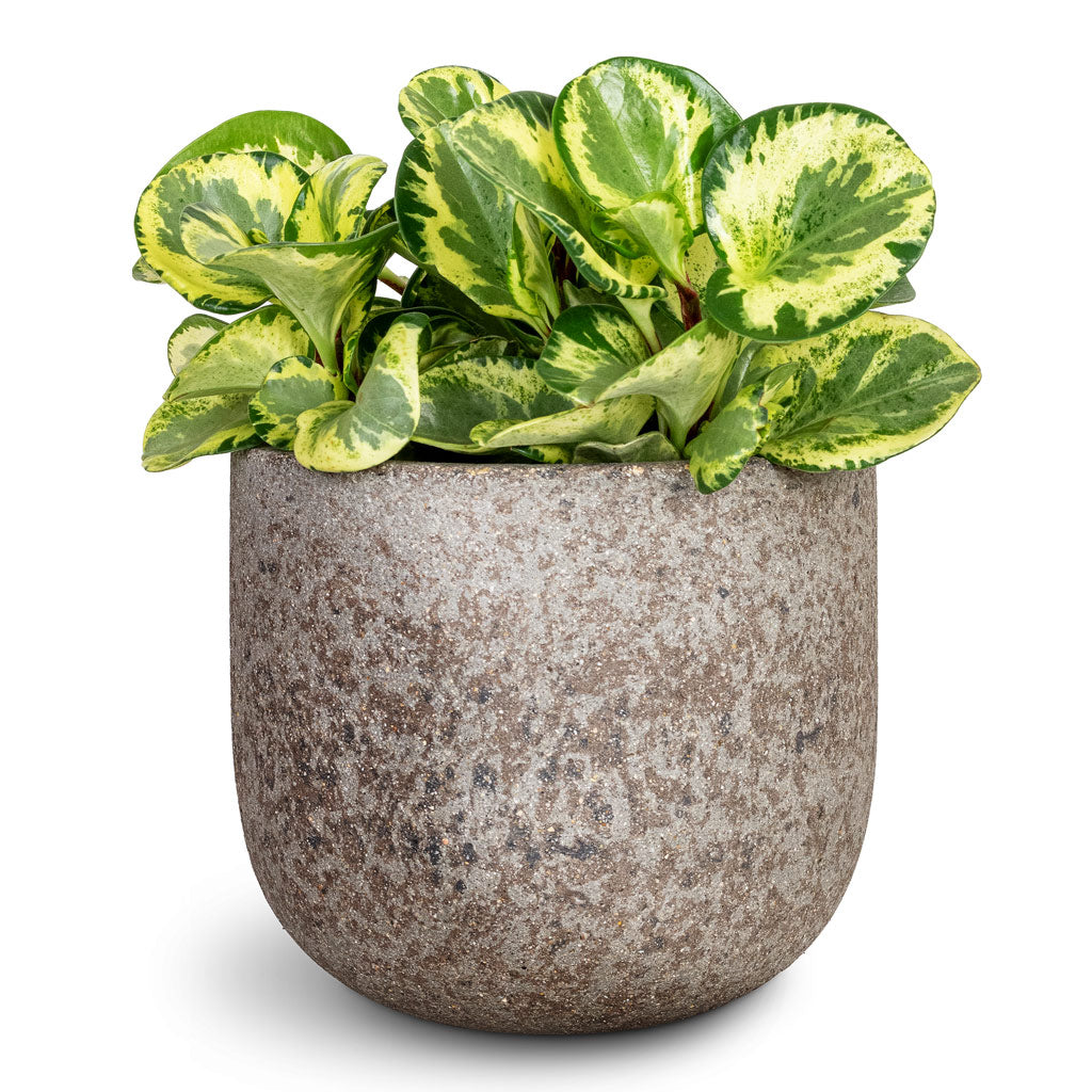 Peperomia obtusifolia Golden Gate Baby Rubber Plant - 20x40cm &amp; Cody Cement Stone Plant Pot Granite Grey - 25x22cm