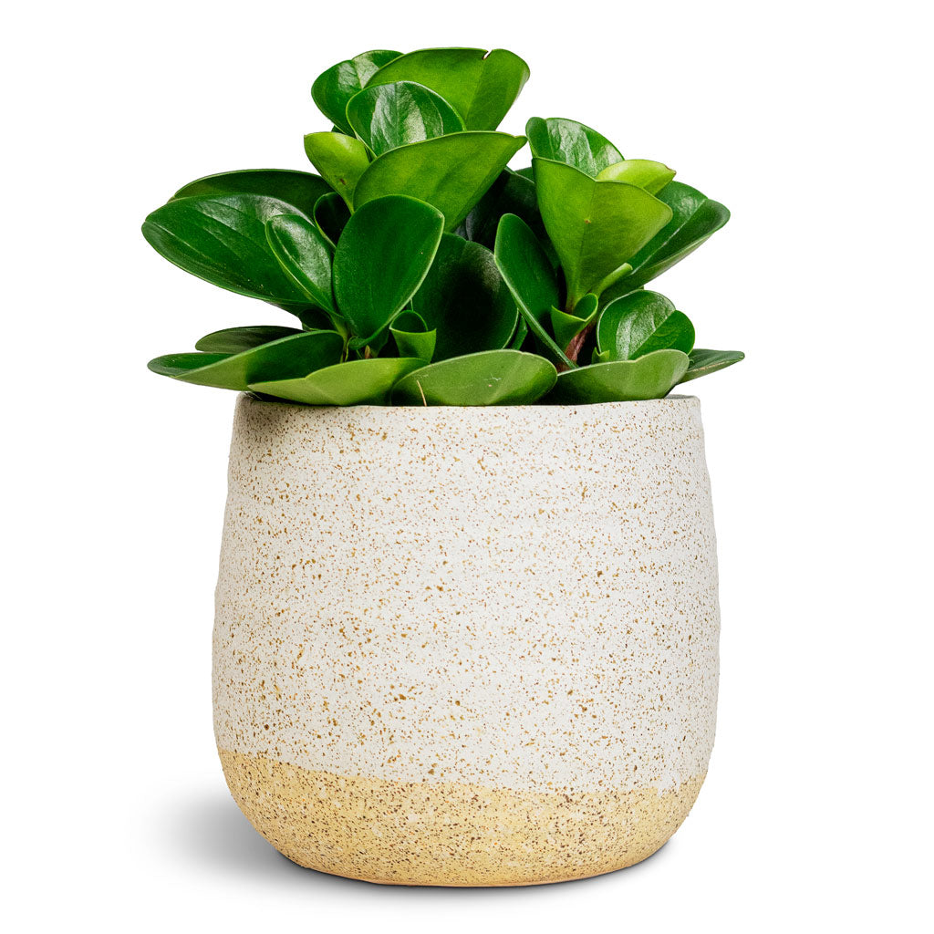 Peperomia obtusifolia - Baby Rubber Plant - 12 x 20cm in Celeste Plant Pot - Cream - 15 x 14cm