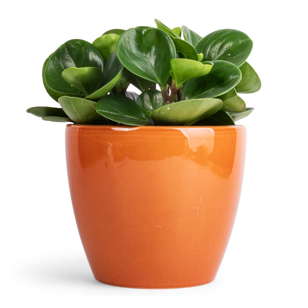 Peperomia obtusifolia Green - Baby Rubber Plant & Sven Plant Pot - Mandarin