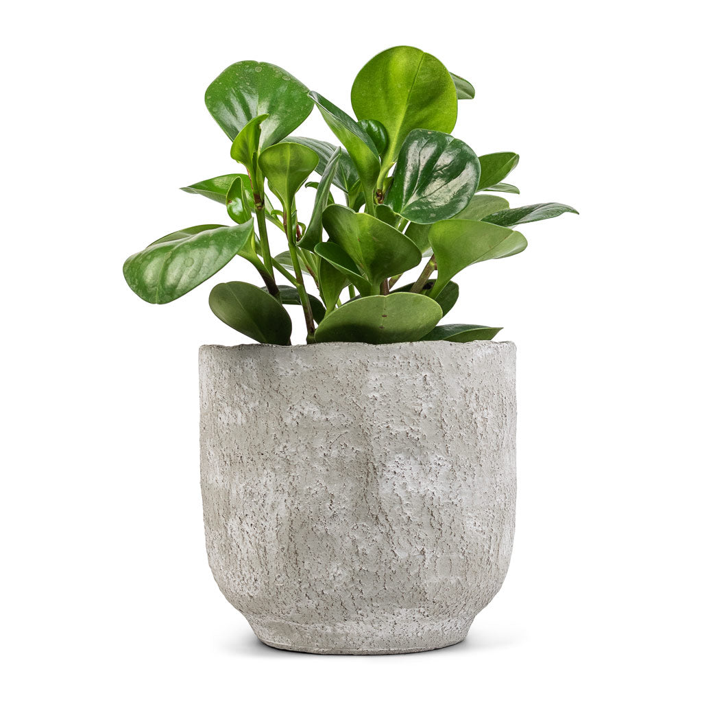 Peperomia obtusifolia Green - Baby Rubber Plant & Dave Plant Pot - Weathered Grey
