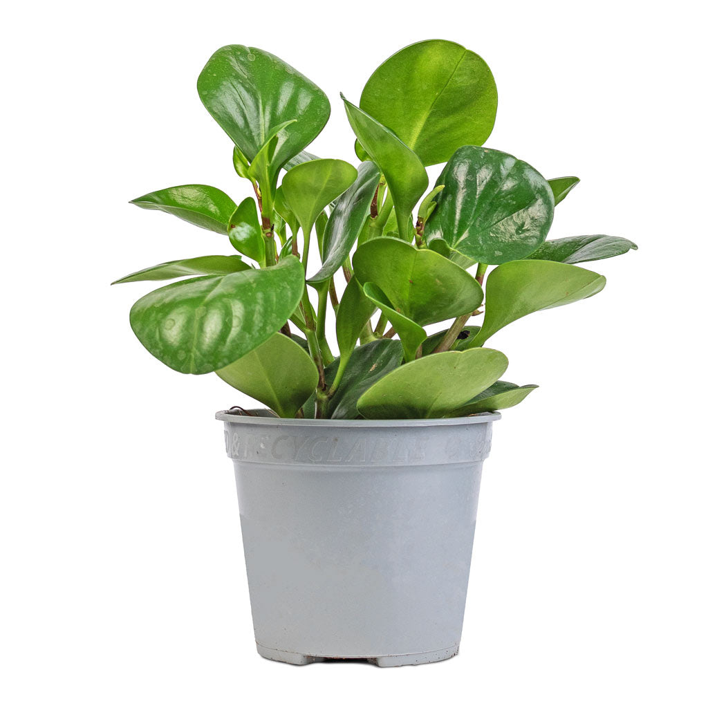 Peperomia obtusifolia Green - Baby Rubber Plant - 14 x 20cm