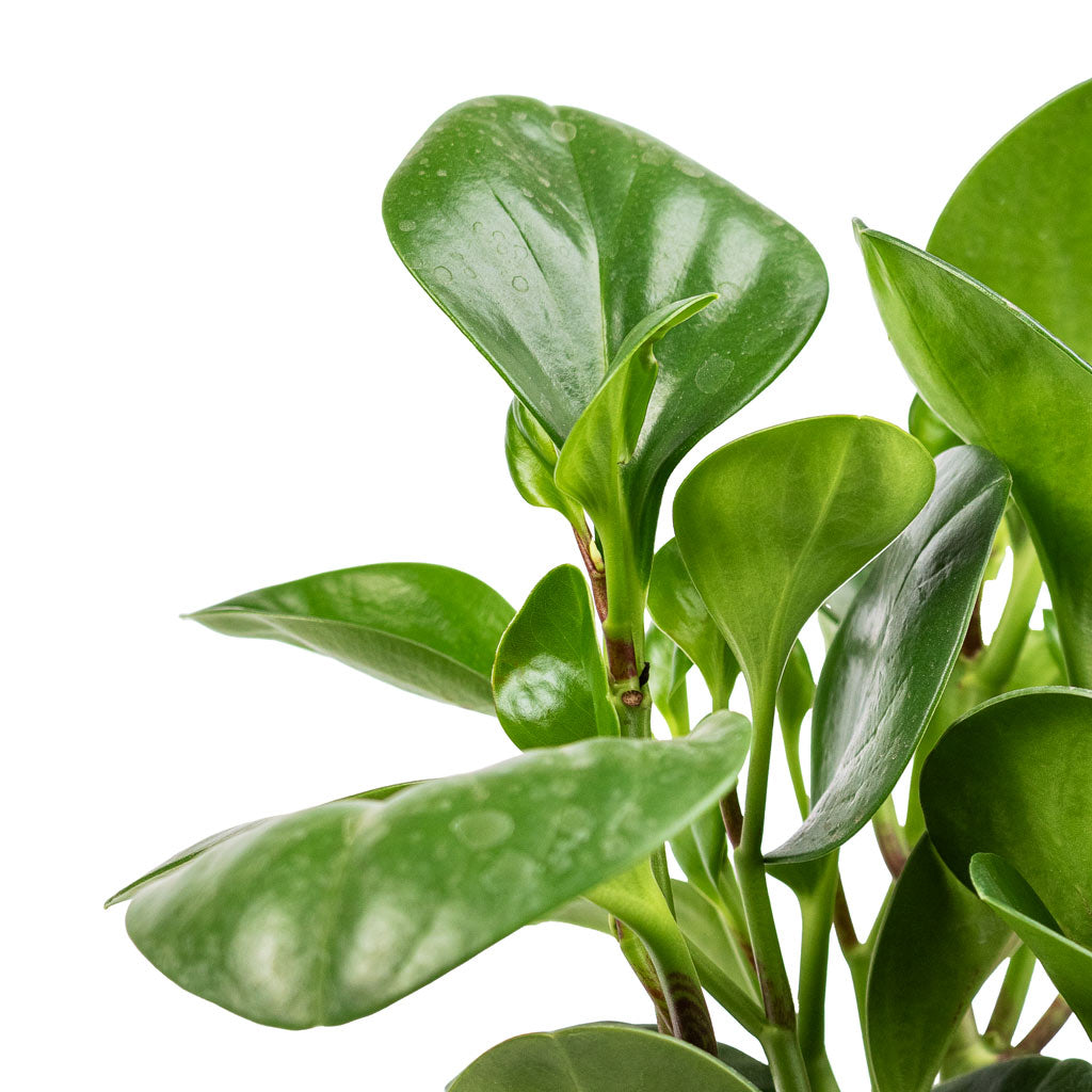 Peperomia obtusifolia Green - Baby Rubber Plant