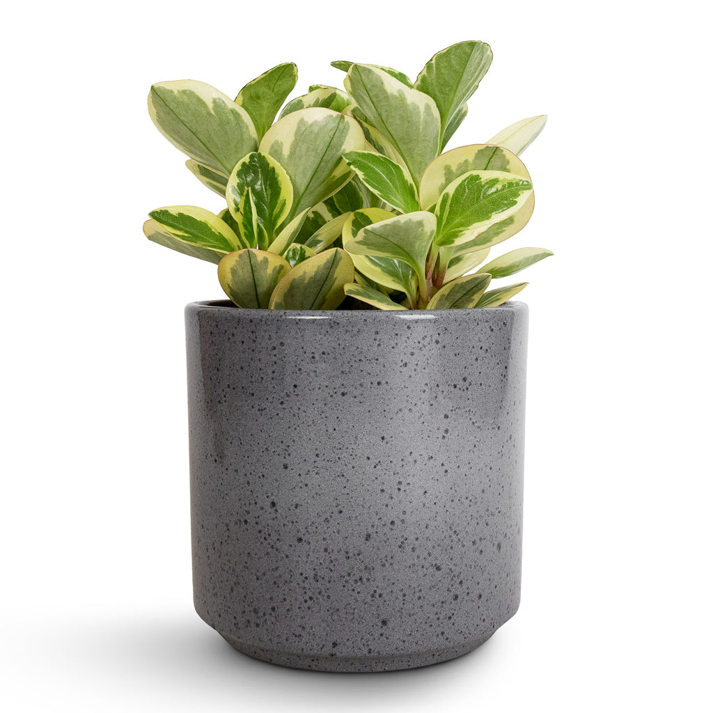 Peperomia obtusifolia Obtipan Bicolor & Remmi Glaze Plant Pot - Grey