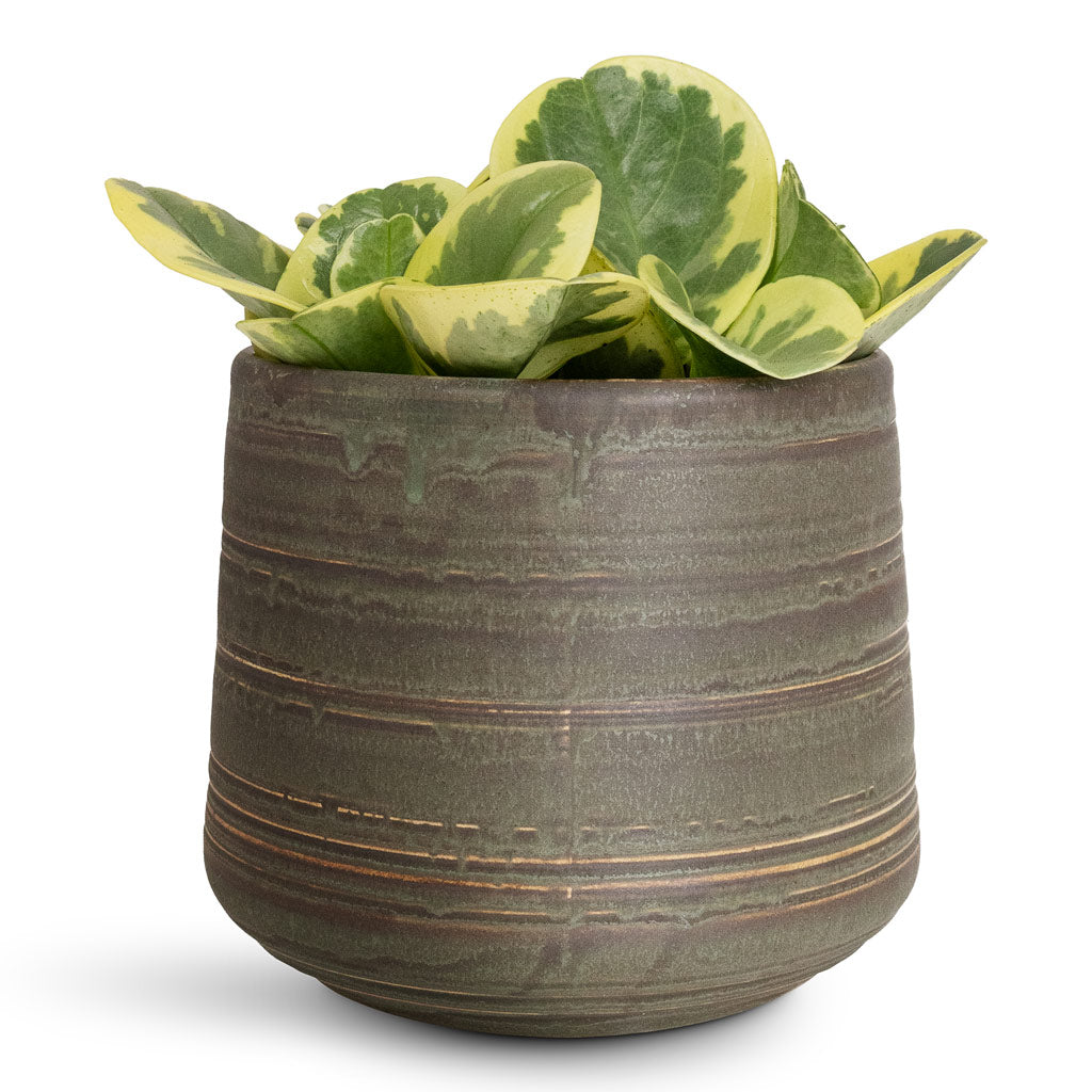 Peperomia obtusifolia Variegata - 12x20cm In Celesta Pot Earth Clay - 15x13cm