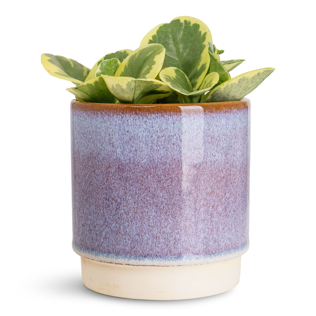 Peperomia obtusifolia Variegata - 12x20cm In Copenhagen Pot Blue - 18.5x9.5cm