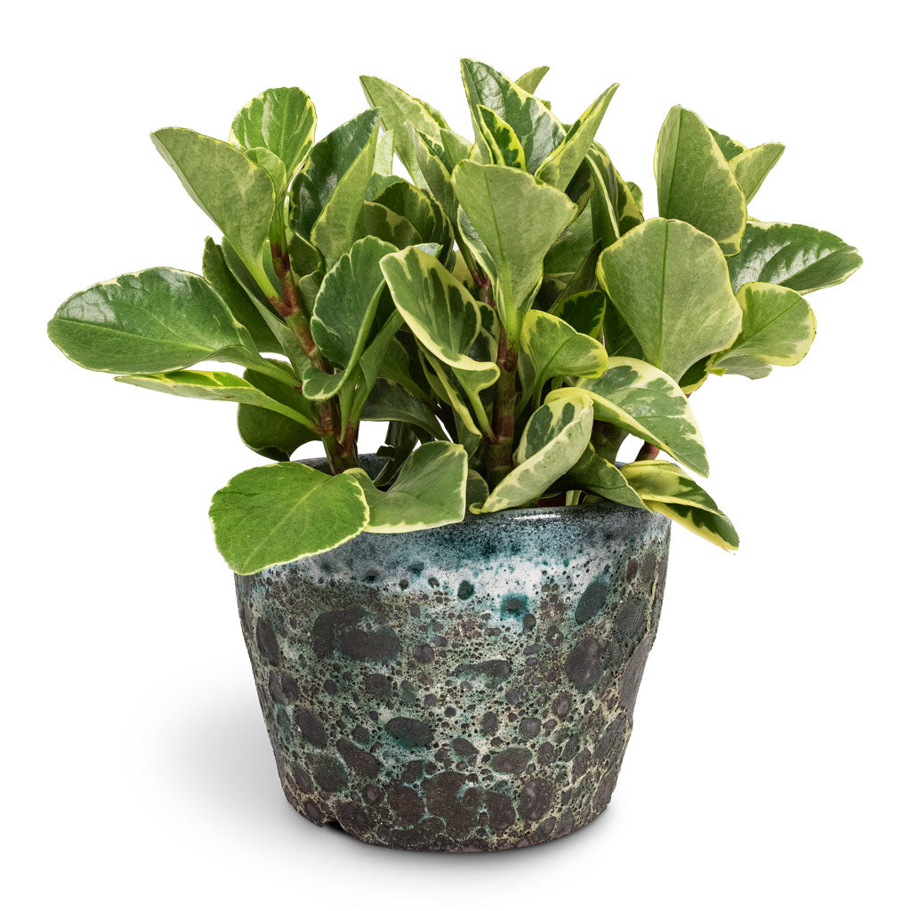 Peperomia obtusifolia Variegata Variegated Baby Rubber Plant - 12x20cm In Lava Couple Straight Relic Planter Jade - 19x13cm