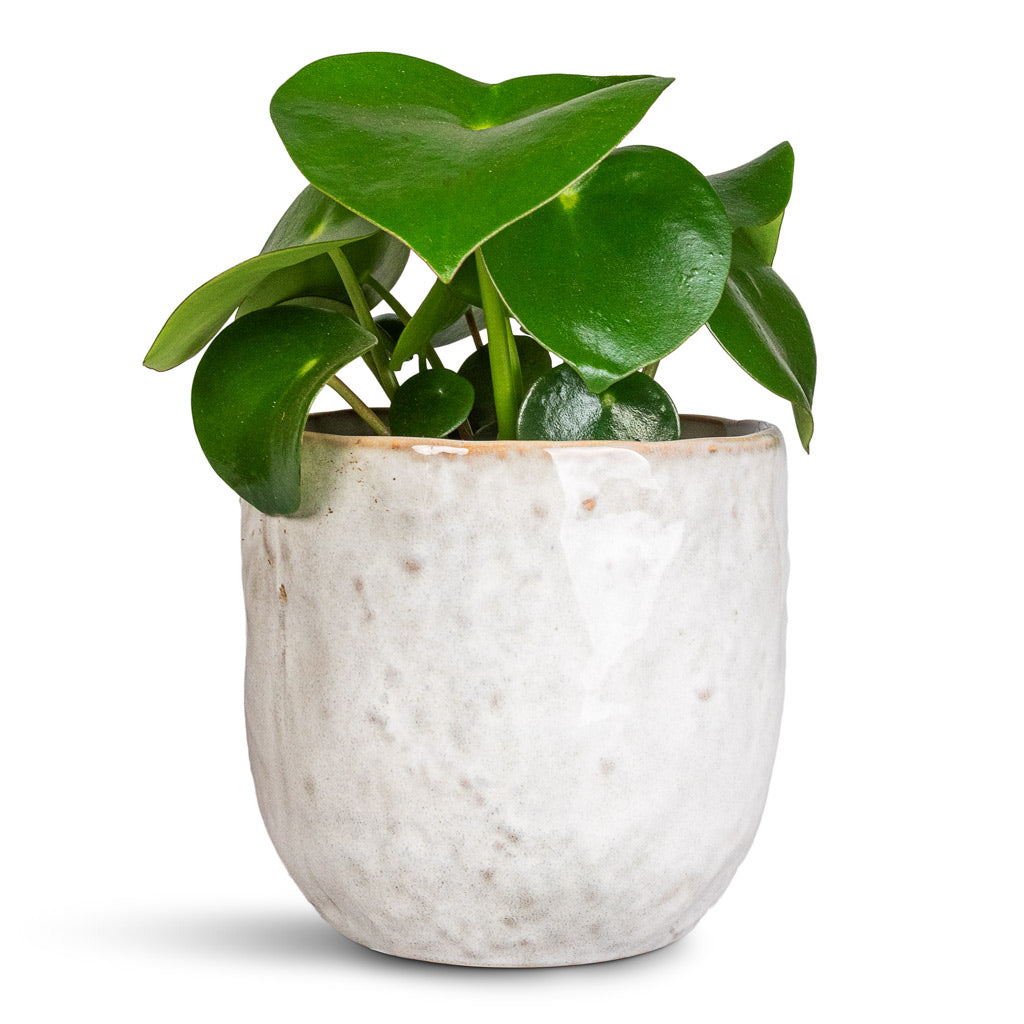 Peperomia polybotrya Raindrop - 12x20cm In Brian Pot Ivory - 14x13cm