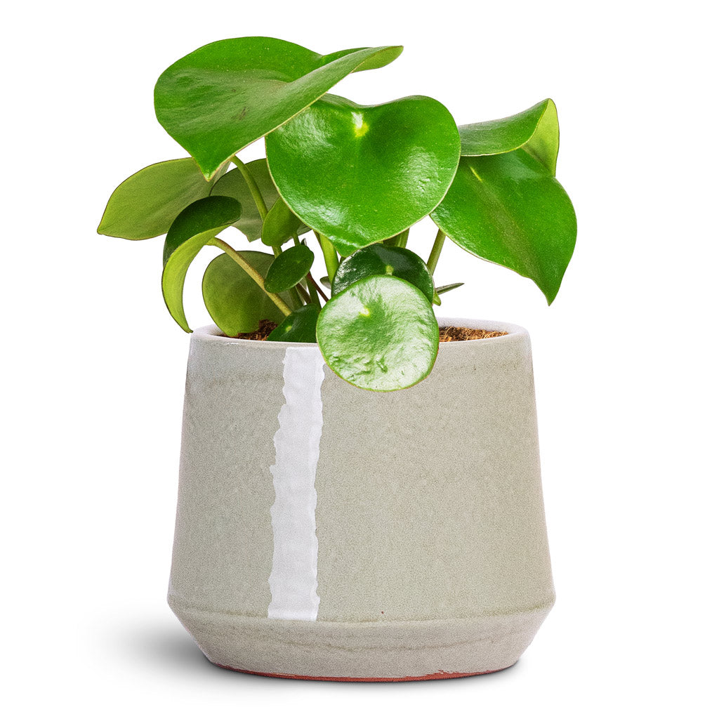 Peperomia polybotrya Raindrop 12x20cm house plant in Common Pot Shiny Olive 15x13cm